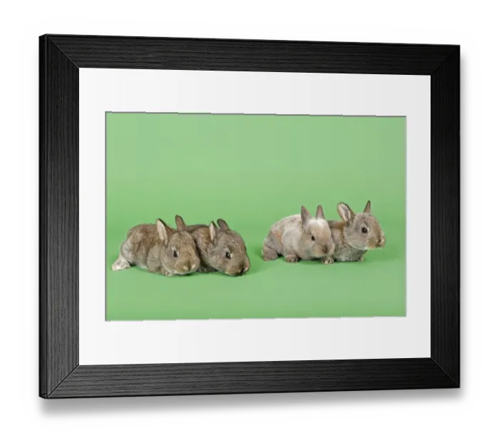 Framed Print : Four Domestic Rabbits -Oryctolagus cuniculus forma domestica- Framed Print : Four Domestic Rabbits -Oryctolagus cuniculus forma domestica-