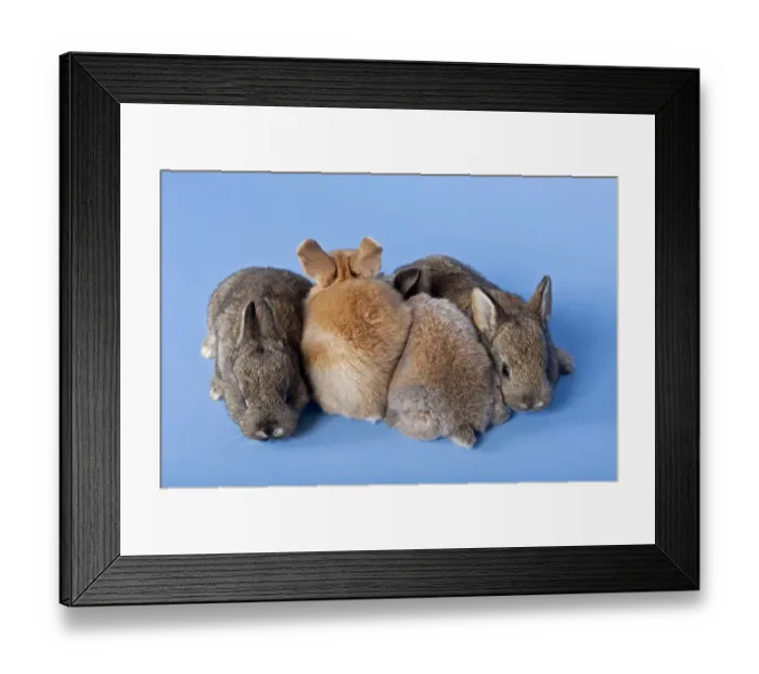 Framed Print : Four Domestic Rabbits -Oryctolagus cuniculus forma domestica- Framed Print : Four Domestic Rabbits -Oryctolagus cuniculus forma domestica-