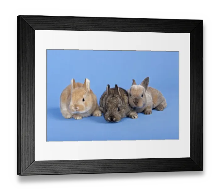Framed Print : Three Domestic Rabbits -Oryctolagus cuniculus forma domestica- Framed Print : Three Domestic Rabbits -Oryctolagus cuniculus forma domestica-