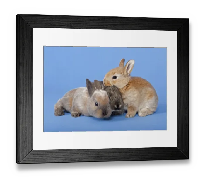 Framed Print : Three Domestic Rabbits -Oryctolagus cuniculus forma domestica-