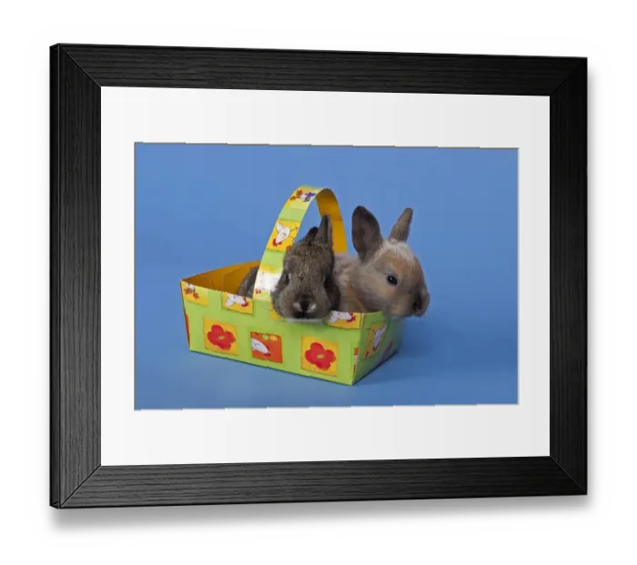 Framed Print : Two pet rabbits in an Easter basket Framed Print : Two pet rabbits in an Easter basket