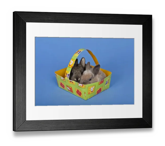 Framed Print : Two pet rabbits in an Easter basket Framed Print : Two pet rabbits in an Easter basket