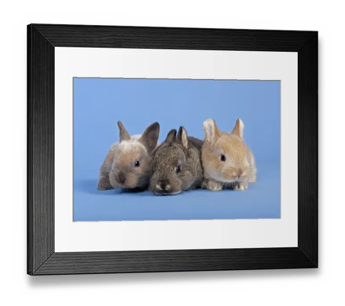 Framed Print : Three Domestic Rabbits -Oryctolagus cuniculus forma domestica- Framed Print : Three Domestic Rabbits -Oryctolagus cuniculus forma domestica-