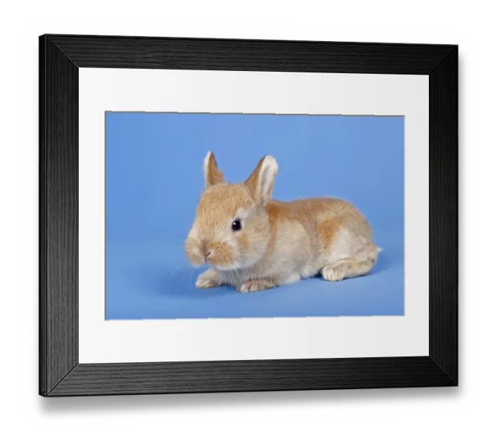 Framed Print : Domestic Rabbit -Oryctolagus cuniculus forma domestica-