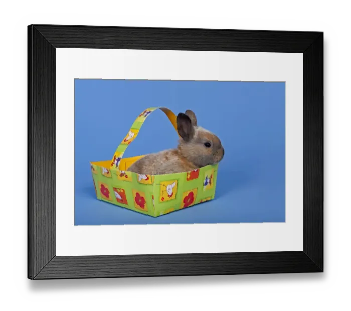 Framed Print : Pet rabbit in an Easter baskets Framed Print : Pet rabbit in an Easter baskets