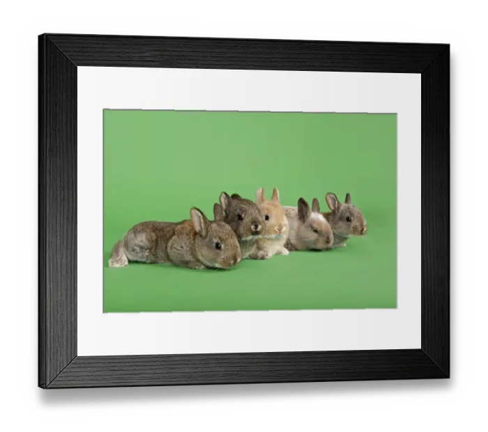 Framed Print : Five Domestic Rabbits -Oryctolagus cuniculus forma domestica- Framed Print : Five Domestic Rabbits -Oryctolagus cuniculus forma domestica-