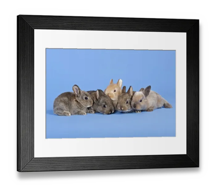 Framed Print : Three Domestic Rabbits -Oryctolagus cuniculus forma domestica- Framed Print : Three Domestic Rabbits -Oryctolagus cuniculus forma domestica-