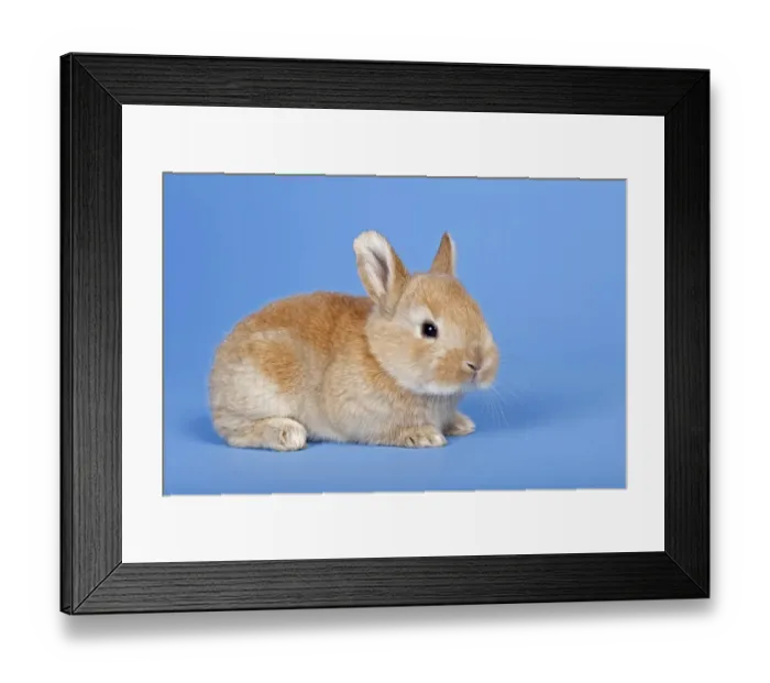Framed Print : Domestic Rabbit -Oryctolagus cuniculus forma domestica-