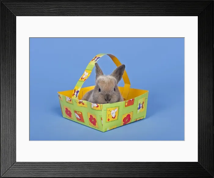 Framed Print : Pet rabbit in an Easter basket Framed Print : Pet rabbit in an Easter basket