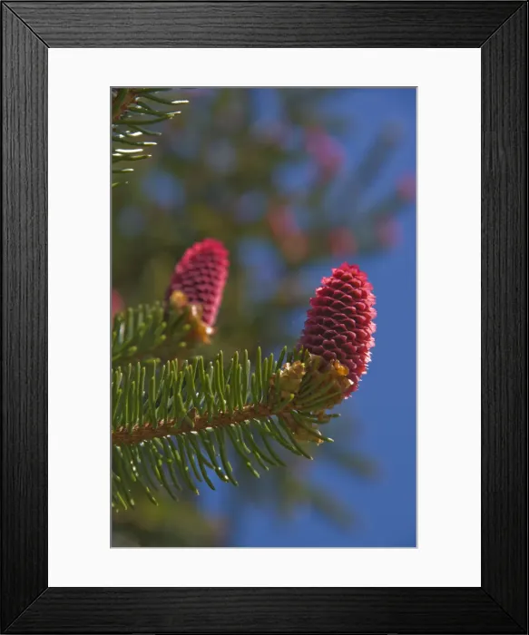 Framed Print : Norway spruce -Picea abies-, female inflorescences, Burgkwald forest near Karolinenfield, eastern Thuringia, Germany, Europe