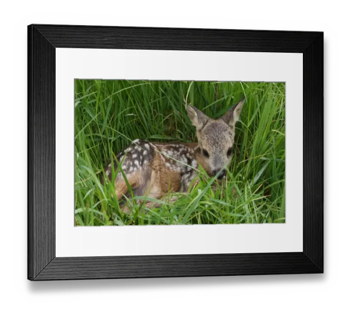 Framed Print : Fawn -Capreolus capreolus-, Allgaeu region, Bavaria, Germany, Europe Framed Print : Fawn -Capreolus capreolus-, Allgaeu region, Bavaria, Germany, Europe