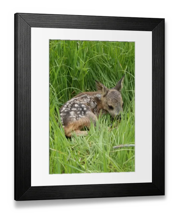 Framed Print : Fawn -Capreolus capreolus-, Allgaeu region, Bavaria, Germany, Europe Framed Print : Fawn -Capreolus capreolus-, Allgaeu region, Bavaria, Germany, Europe