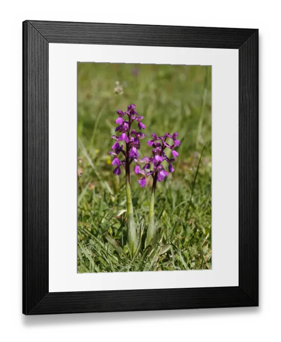 Framed Print : Green-winged orchid or Green-veined orchid -Anacamptis morio, Orchis morio-, flowering Framed Print : Green-winged orchid or Green-veined orchid -Anacamptis morio, Orchis morio-, flowering