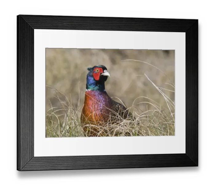 Framed Print : Common Pheasant -Phasianus colchicus-, Island of Spiekeroog, East Frisian Islands, Germany, Europe Framed Print : Common Pheasant -Phasianus colchicus-, Island of Spiekeroog, East Frisian Islands, Germany, Europe