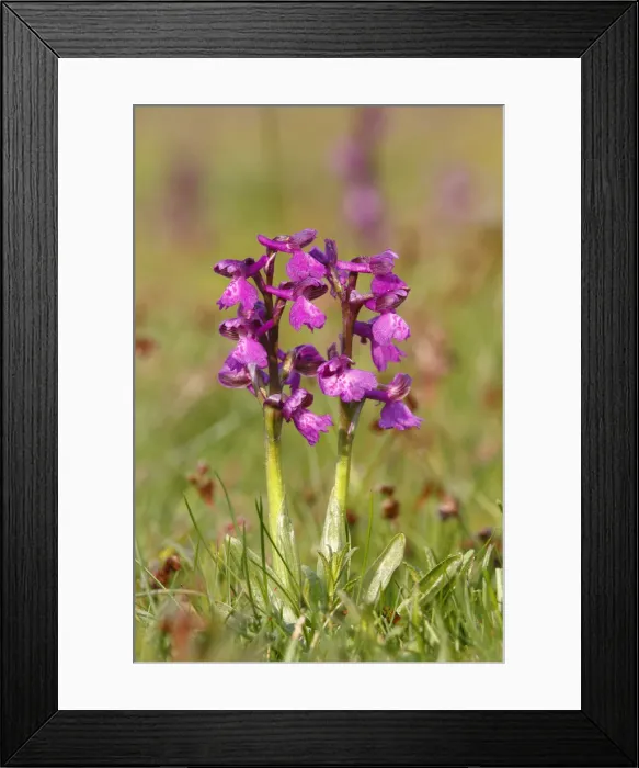 Framed Print : Green-winged orchid or Green-veined orchid -Anacamptis morio, Orchis morio-, flowering Framed Print : Green-winged orchid or Green-veined orchid -Anacamptis morio, Orchis morio-, flowering
