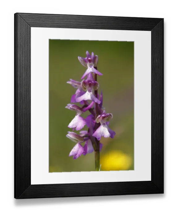 Framed Print : Green-winged orchid or Green-veined orchid -Anacamptis morio, Orchis morio-, inflorescence Framed Print : Green-winged orchid or Green-veined orchid -Anacamptis morio, Orchis morio-, inflorescence