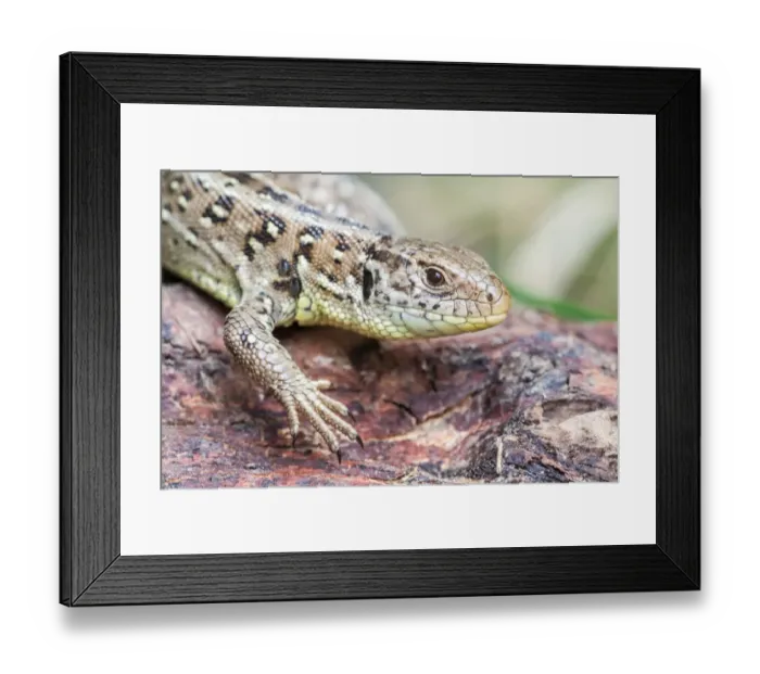 Framed Print : Sand Lizard -Lacerta agilis-, North Hesse, Hesse, Germany Framed Print : Sand Lizard -Lacerta agilis-, North Hesse, Hesse, Germany
