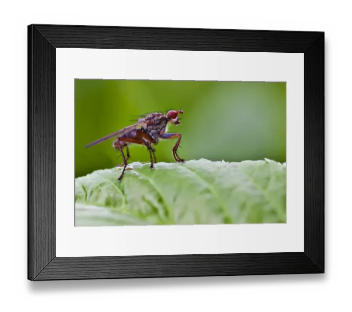 Framed Print : Common Yellow Dung Fly or Golden Dung Fly -Scatophaga stercoraria-, female Framed Print : Common Yellow Dung Fly or Golden Dung Fly -Scatophaga stercoraria-, female