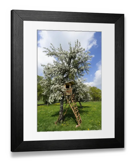 Framed Print : Deerstand on a flowering fruit tree near Hohenberg, Seeshaupt on Lake Starnberg, Upper Bavaria, Bavaria, Germany, Europe Framed Print : Deerstand on a flowering fruit tree near Hohenberg, Seeshaupt on Lake Starnberg, Upper Bavaria, Bavaria, Germany, Europe