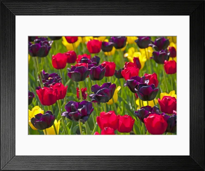 Framed Print : Blooming colourful Tulips -Tulipa- Framed Print : Blooming colourful Tulips -Tulipa-