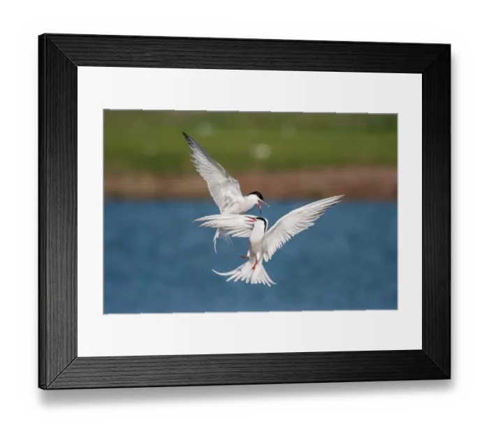 Framed Print : Air fight between two Sandwich Terns -Sterna sandvicensis-, Texel, The Netherlands Framed Print : Air fight between two Sandwich Terns -Sterna sandvicensis-, Texel, The Netherlands