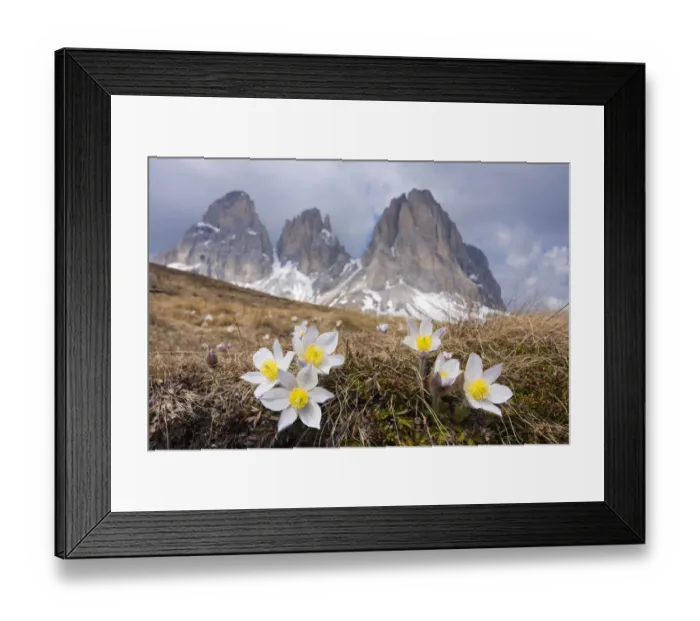 Framed Print : Spring Pasque flowers -Pulsatilla vernalis, Anemone vernalis- on the Plan da Cuzin below the peak of Langkofel or Sassolungo, Dolomites, Italy, Europe Framed Print : Spring Pasque flowers -Pulsatilla vernalis, Anemone vernalis- on the Plan da Cuzin below the peak of Langkofel or Sassolungo, Dolomites, Italy, Europe