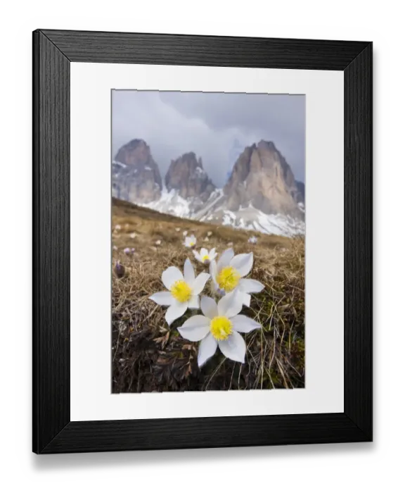 Framed Print : Spring Pasque flowers -Pulsatilla vernalis, Anemone vernalis- on the Plan da Cuzin below the peak of Langkofel or Sassolungo, Dolomites, Italy, Europe Framed Print : Spring Pasque flowers -Pulsatilla vernalis, Anemone vernalis- on the Plan da Cuzin below the peak of Langkofel or Sassolungo, Dolomites, Italy, Europe