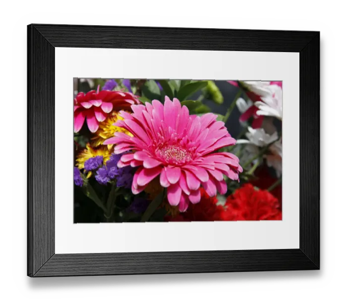Framed Print : Gerbera -Gerbera- Framed Print : Gerbera -Gerbera-