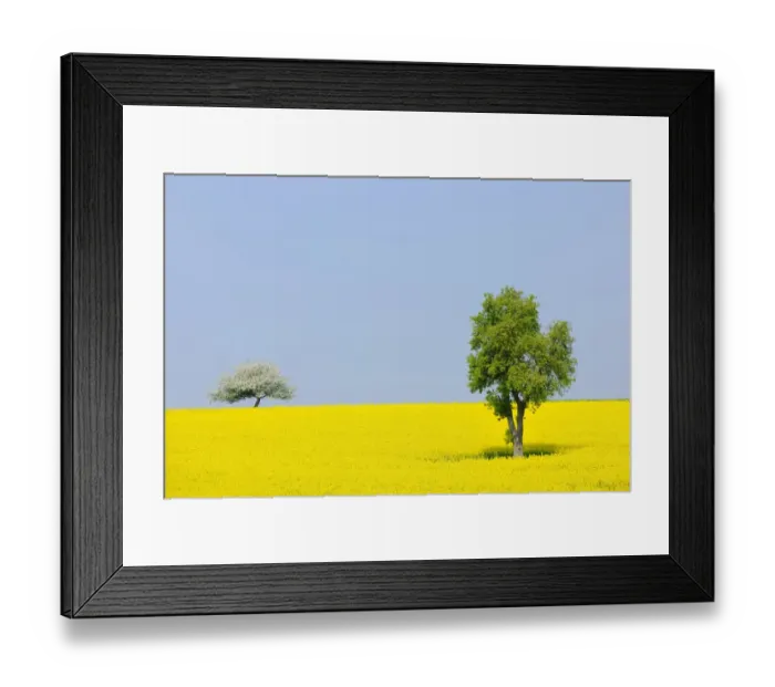 Framed Print : Pear tree -Pyrus- and a flowering apple tree -Malus- in a canola field, Lower Franconia, Bavaria, Germany, Europe Framed Print : Pear tree -Pyrus- and a flowering apple tree -Malus- in a canola field, Lower Franconia, Bavaria, Germany, Europe