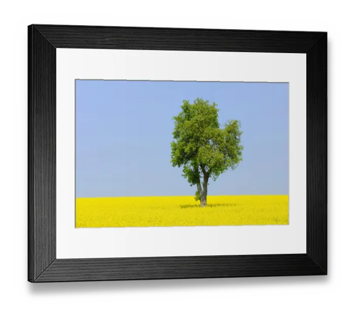 Framed Print : Pear tree -Pyrus- in a canola field, Lower Franconia, Bavaria, Germany, Europe Framed Print : Pear tree -Pyrus- in a canola field, Lower Franconia, Bavaria, Germany, Europe