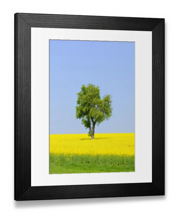 Framed Print : Pear tree -Pyrus- in a canola field, Lower Franconia, Bavaria, Germany, Europe Framed Print : Pear tree -Pyrus- in a canola field, Lower Franconia, Bavaria, Germany, Europe