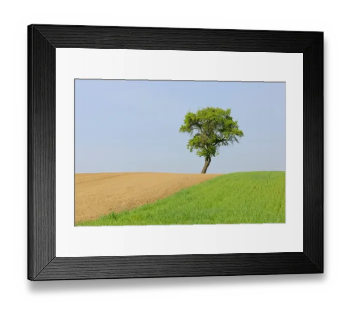 Framed Print : Pear tree -Pyrus- Framed Print : Pear tree -Pyrus-