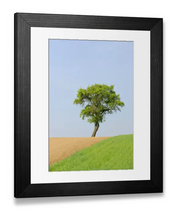 Framed Print : Pear tree -Pyrus- Framed Print : Pear tree -Pyrus-