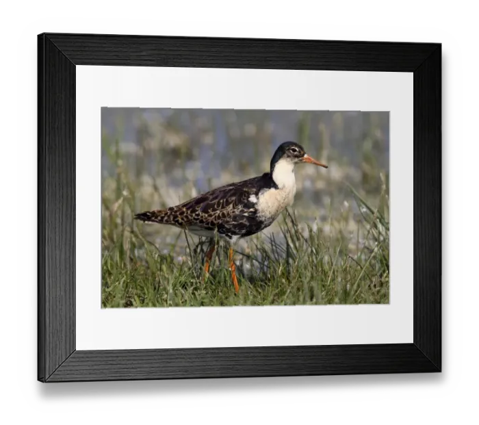 Framed Print : Ruff -Philo pugnax-, male wading through shallow water, Lauwersmeer National Park, Holland, Netherlands, Europe Framed Print : Ruff -Philo pugnax-, male wading through shallow water, Lauwersmeer National Park, Holland, Netherlands, Europe