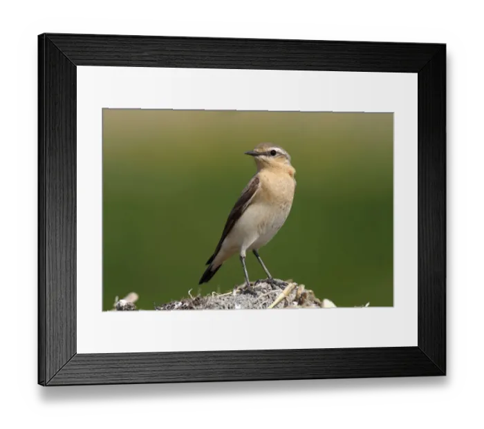 Framed Print : Wheatear -Oenanthe Oenanthe- Framed Print : Wheatear -Oenanthe Oenanthe-