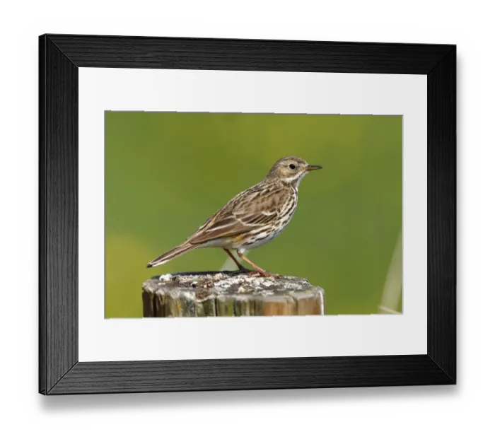 Framed Print : Meadow pipit -Anthus pratensis- perched on a fence post Framed Print : Meadow pipit -Anthus pratensis- perched on a fence post