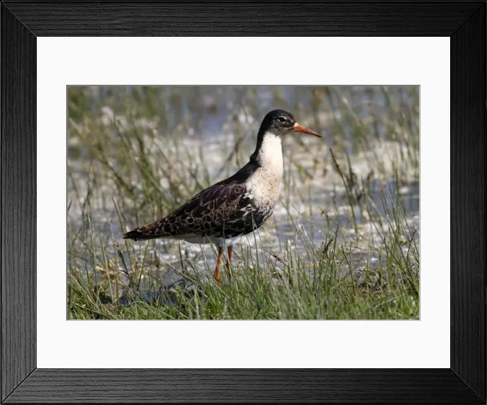 Framed Print : Ruff -Philo pugnax-, male wading through shallow water, Lauwersmeer National Park, Holland, Netherlands, Europe Framed Print : Ruff -Philo pugnax-, male wading through shallow water, Lauwersmeer National Park, Holland, Netherlands, Europe