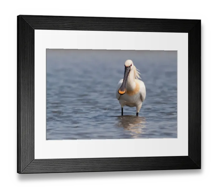 Framed Print : Spoonbill -Platalea leucorodia- standing in water, Texel, The Netherlands Framed Print : Spoonbill -Platalea leucorodia- standing in water, Texel, The Netherlands
