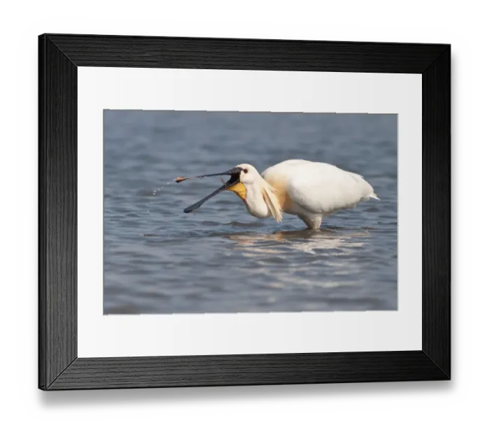 Framed Print : Spoonbill -Platalea leucorodia- foraging, Texel, The Netherlands Framed Print : Spoonbill -Platalea leucorodia- foraging, Texel, The Netherlands
