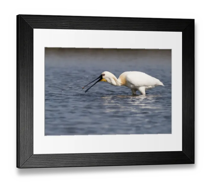 Framed Print : Spoonbill -Platalea leucorodia- foraging, Texel, The Netherlands Framed Print : Spoonbill -Platalea leucorodia- foraging, Texel, The Netherlands