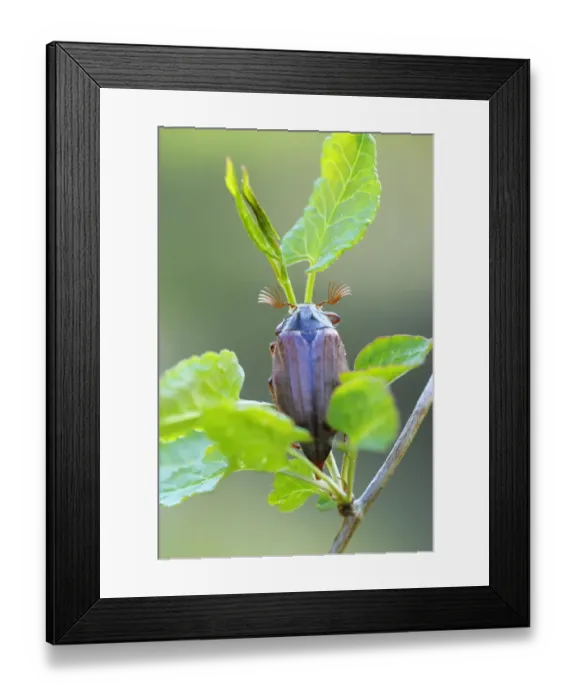 Framed Print : Cockchafer -Melolontha melolontha-, Weinviertel, Lower Austria, Austria Framed Print : Cockchafer -Melolontha melolontha-, Weinviertel, Lower Austria, Austria