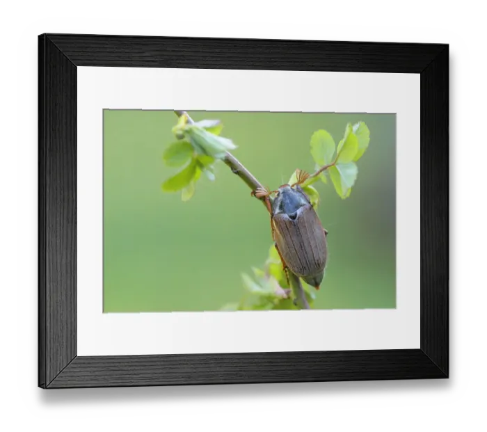 Framed Print : Cockchafer -Melolontha melolontha-, Weinviertel, Lower Austria, Austria Framed Print : Cockchafer -Melolontha melolontha-, Weinviertel, Lower Austria, Austria