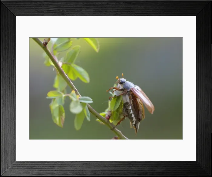 Framed Print : Cockchafer -Melolontha melolontha-, about to take off, Weinviertel, Lower Austria, Austria Framed Print : Cockchafer -Melolontha melolontha-, about to take off, Weinviertel, Lower Austria, Austria