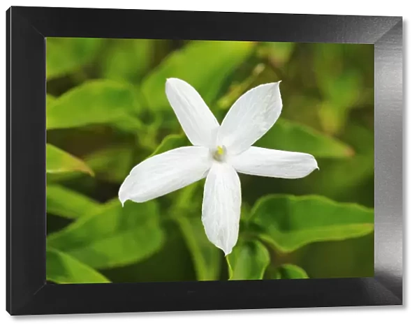 Common Jasmine -Jasminum officinale-, flowering