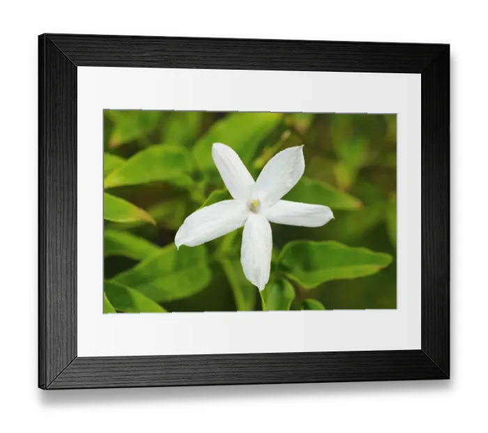 Framed Print : Common Jasmine -Jasminum officinale-, flowering
