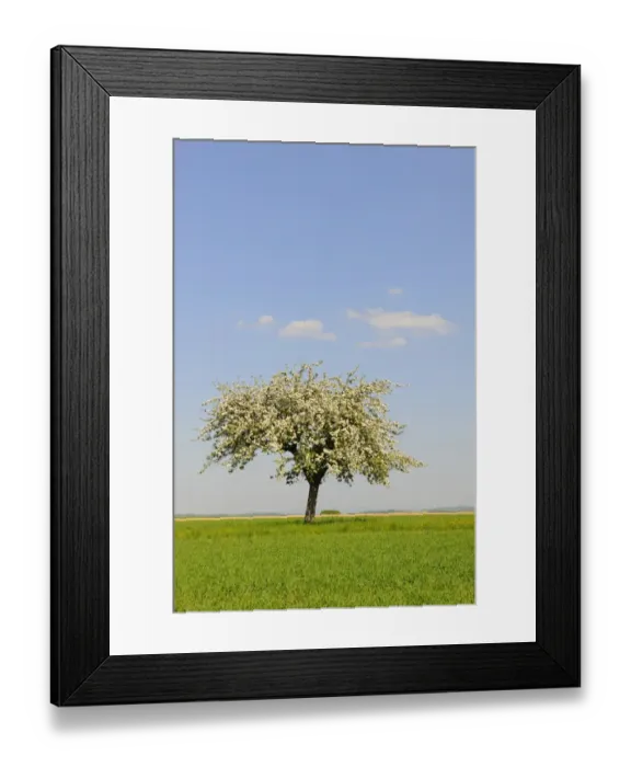 Framed Print : Blooming Apple tree -Malus- in spring Framed Print : Blooming Apple tree -Malus- in spring