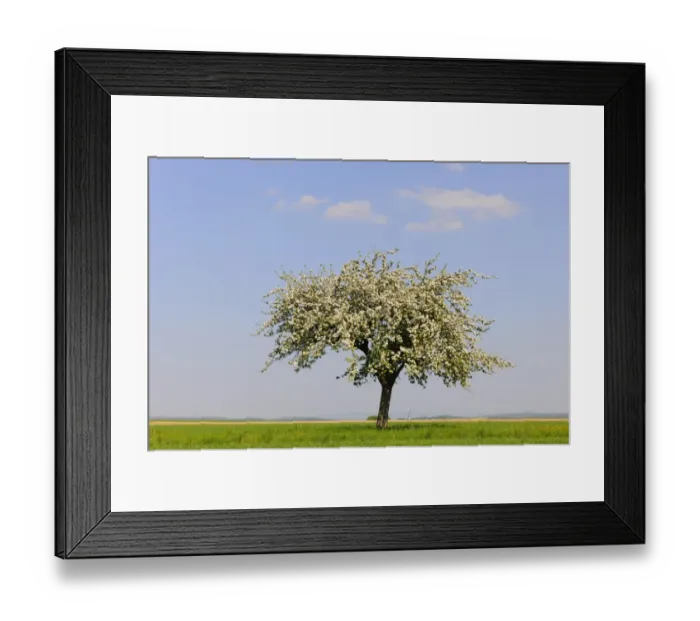 Framed Print : Blooming Apple tree -Malus- in spring Framed Print : Blooming Apple tree -Malus- in spring