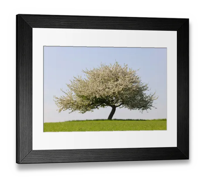 Framed Print : Blooming apple tree in a field, Lower Franconia, Bavaria, Germany, Europe Framed Print : Blooming apple tree in a field, Lower Franconia, Bavaria, Germany, Europe