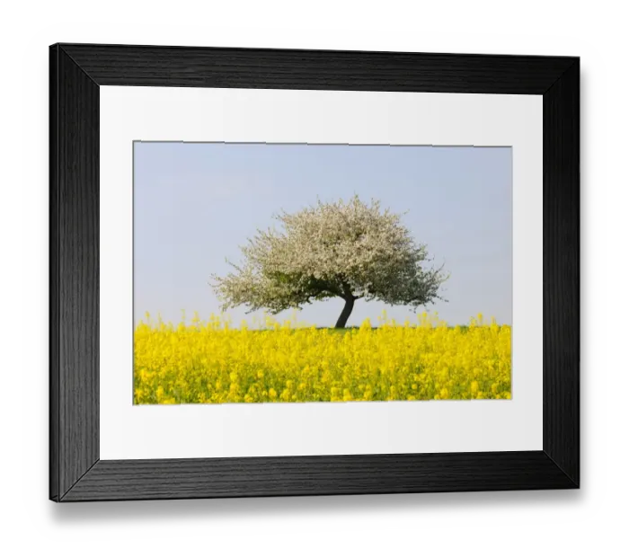 Framed Print : Blooming apple tree in a rape field, Lower Franconia, Bavaria, Germany, Europe Framed Print : Blooming apple tree in a rape field, Lower Franconia, Bavaria, Germany, Europe
