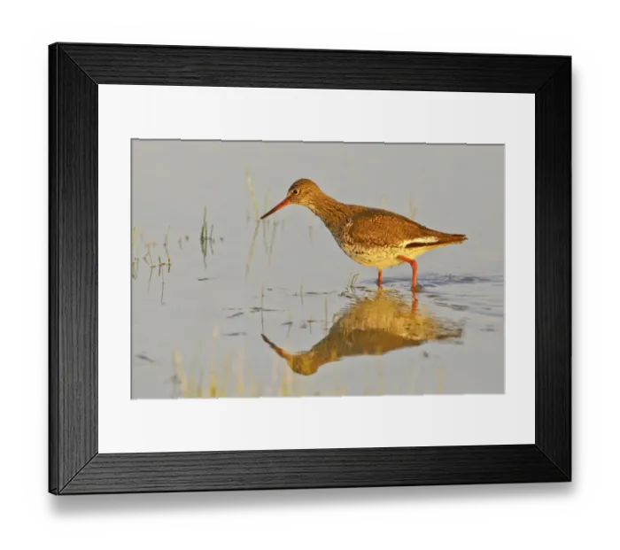 Framed Print : Redshank -Tringa totanus-, Burgenland, Austria, Europe Framed Print : Redshank -Tringa totanus-, Burgenland, Austria, Europe